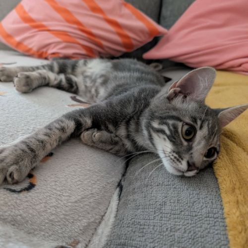 Grisou°, adorable chaton à l'adoption #2