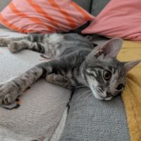 Grisou°, adorable chaton à l'adoption #2