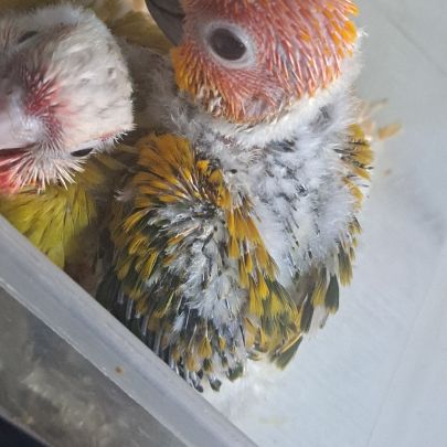 Conure soleil #4