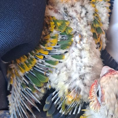 Conure soleil #5
