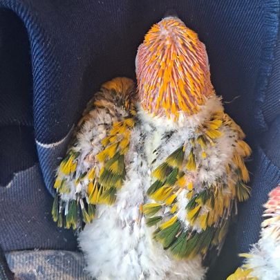 Conure soleil #6