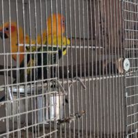 Conure soleil #2