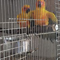 Conure soleil #3