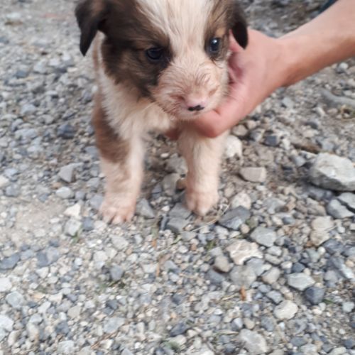 Chiot type border collie