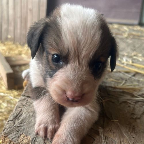 Chiot type border collie #0