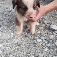 Chiot type border collie