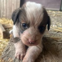 Chiot type border collie