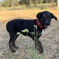 Zoomie bébé battu dans les rues de roumanie #3