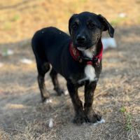 Zoomie bébé battu dans les rues de roumanie #4