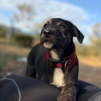 Zoomie bébé battu dans les rues de roumanie