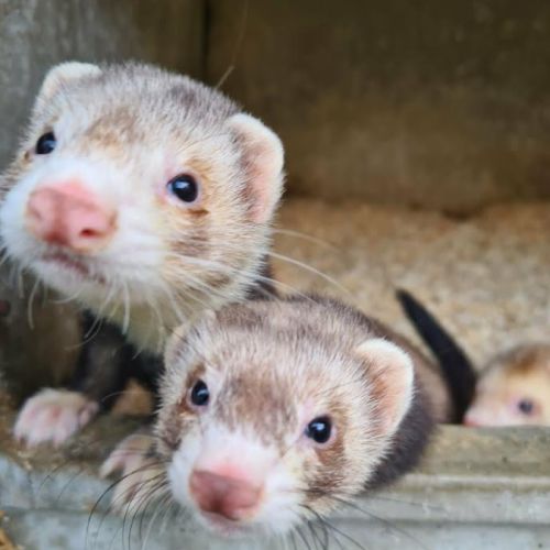 Vend furet