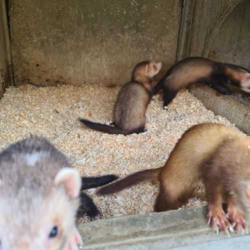 Vend furet #2