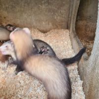 Vend furet #3