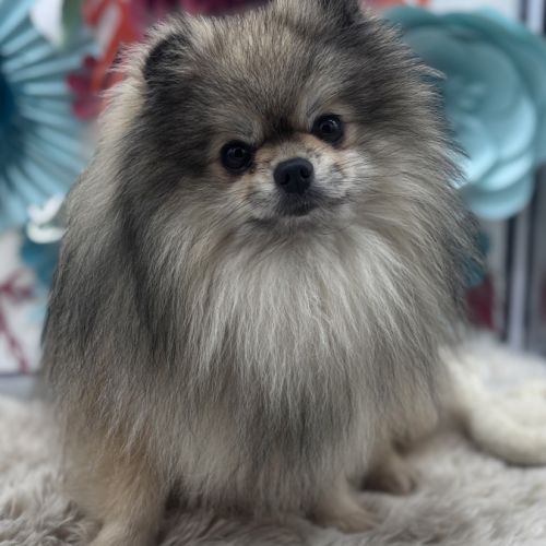 Spitz nain #1