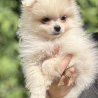 Spitz nain