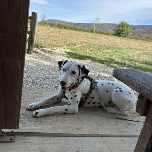 Donne dalmatien mâle lof – apple – 1 an – famille #2
