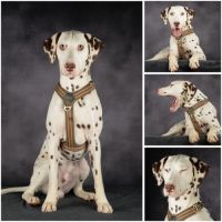 Donne dalmatien mâle lof – apple – 1 an – famille