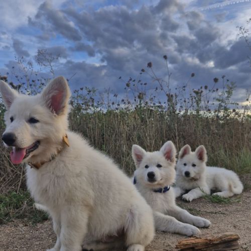 Gentils chiots bergers blancs suisses lof #1