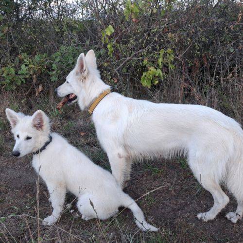 Chiot mâle berger blanc suisse lof #1