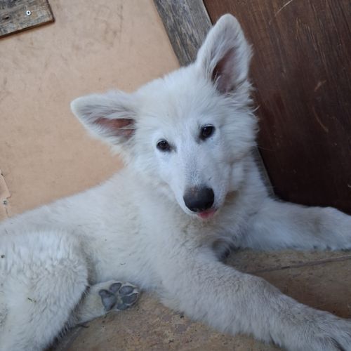 Chiot mâle berger blanc suisse lof #2