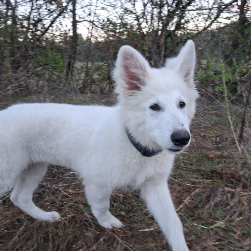 Chiot mâle berger blanc suisse lof #5