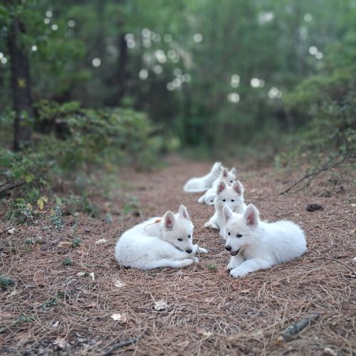 Gentils chiots bergers blancs suisses lof #2