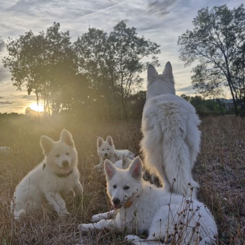 Gentils chiots bergers blancs suisses lof #0