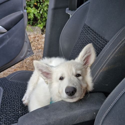 Gentils chiots bergers blancs suisses lof #7