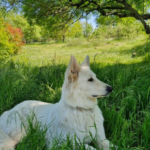 Chiot mâle berger blanc suisse lof #8