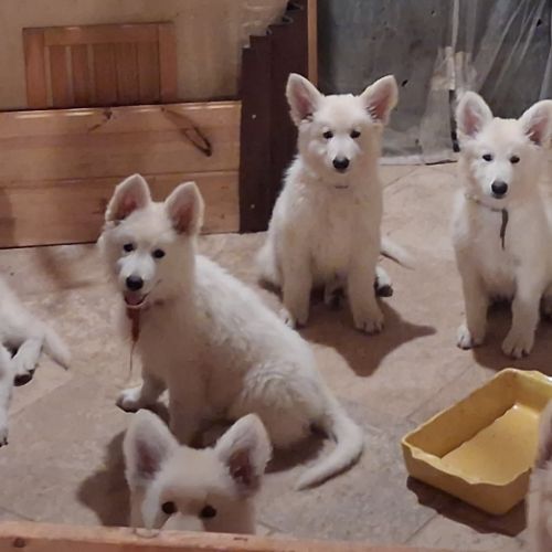 Gentils chiots bergers blancs suisses lof #8