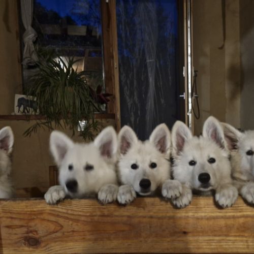 Gentils chiots bergers blancs suisses lof #9