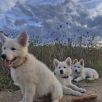 Gentils chiots bergers blancs suisses lof #1