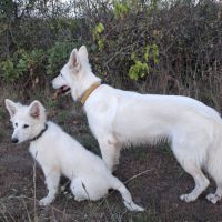 Chiot mâle berger blanc suisse lof #1