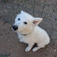 Chiot mâle berger blanc suisse lof #3