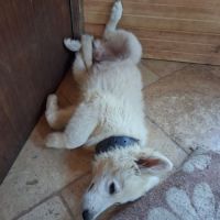 Chiot mâle berger blanc suisse lof #4