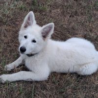 Chiot mâle berger blanc suisse lof