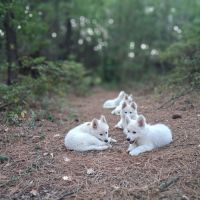Gentils chiots bergers blancs suisses lof #2