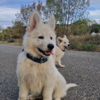 Gentils chiots bergers blancs suisses lof #4