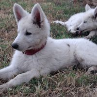 Gentils chiots bergers blancs suisses lof #5