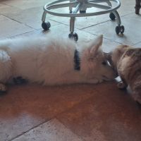 Gentils chiots bergers blancs suisses lof #6