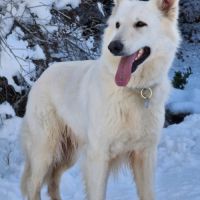 Chiot mâle berger blanc suisse lof #7