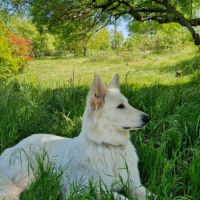 Chiot mâle berger blanc suisse lof #8