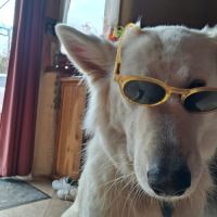 Chiot mâle berger blanc suisse lof #9
