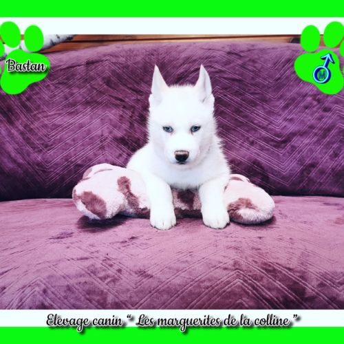 Chiots husky de sibérie à réserver. #2