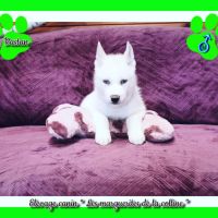 Chiots husky de sibérie à réserver. #2