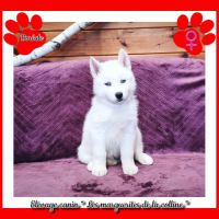 Chiots husky de sibérie à réserver. #3
