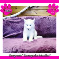 Chiots husky de sibérie à réserver. #4
