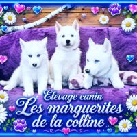 Chiots husky de sibérie à réserver.