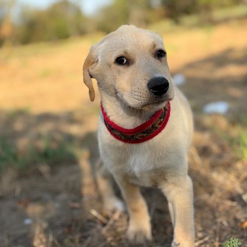 Macela bébé roumaine à l'adoption #0