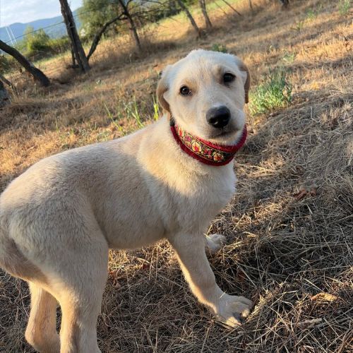 Macela bébé roumaine à l'adoption #4